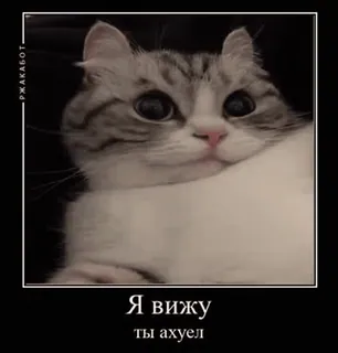🌟 7407730c Я вижу ты ахуел кот, мем, оскорбительный, русский, животное telegram sticker