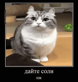🌟 78e4e251 дайте соли
пж кот, смешной, мем, запрос, соль telegram sticker