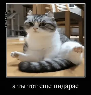 🌟 7e7d95bb а ты тот еще пидарас кот, обидный, русский, мем, животное telegram sticker