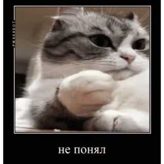 🤨 9b6142ad не понял кот, мем, в замешательстве, русский, животное telegram sticker