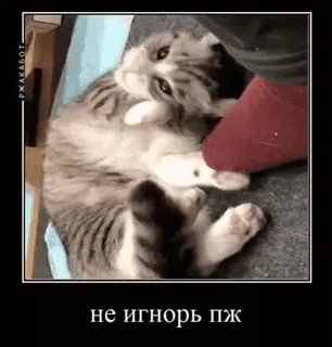 🌟 9b63e5d1 не игнорь пж кот, питомец, милый, животное telegram sticker
