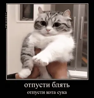 🌟 a5e53ce4 отпусти блять
отпусти кота сука кот, мем, смешной, обидный, русский telegram sticker