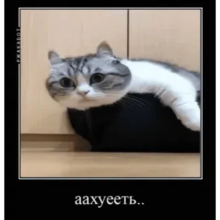 😳 c53507b2 аахуееть.. кот, мем, русский, животное, смешной, обидный telegram sticker