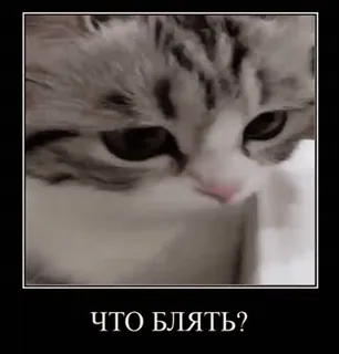 🌟 cff3f1f1 ЧТО БЛЯТЬ? кот, русский, мем, вопрос telegram sticker