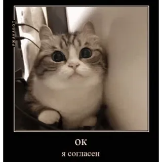 👌 fe823b80 OK
Я согласен кот, милый, согласен, окей, русский, котенок telegram sticker