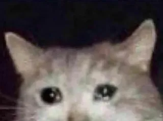 😪 00413ce0 кот, плачет, грустный, мем whatsapp sticker