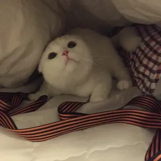 Kᴇᴍᴇɪᴍᴘᴏʀᴛᴀs: Bʏ @pasasquecosan whatsapp stickers