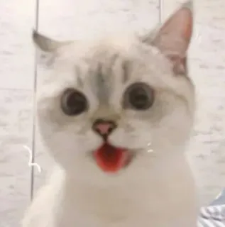 🐾 168a71df кот, котенок, животное, милый, питомец, смешной whatsapp sticker