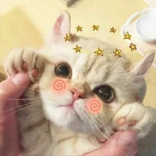 🥰 1ee97064 кот, котёнок, милый, животное, питомец, звезды, каваий whatsapp sticker
