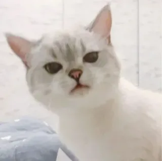 🐾 24cc6319 кот, животное, милый, питомец, домашний whatsapp sticker