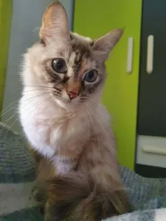 🐾 2842ec92 кошка, животное, домашнее животное, котенок, млекопитающее, домашняя кошка whatsapp sticker