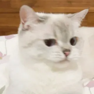 🐾 2a787b5c кот, домашнее животное, животное, белый кот whatsapp sticker