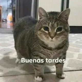 ✌️ 2c666d46 Buenas tardes. кот, животное, приветствие, Добрый день, Добрый день, питомец, домашнее животное, полосатый whatsapp sticker