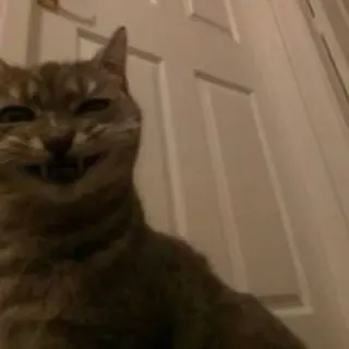 😂 3035a541 кот, животное, домашняя кошка, питомец, кошачий, млекопитающее whatsapp sticker