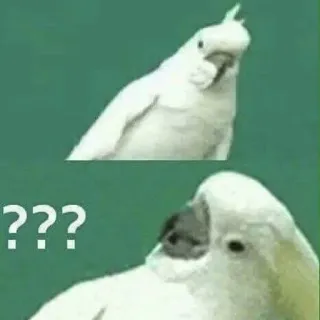 ❓ 36299440 ??? какаду, птица, вопрос, мем, в замешательстве whatsapp sticker