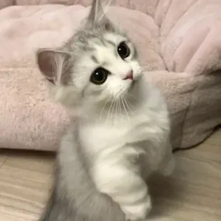 🤨 44a1b841 кот, котенок, питомец, милый, животное, домашний whatsapp sticker