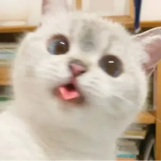 🐾 521e4c3d кот, животное, питомец, котенок, милый, смешной whatsapp sticker