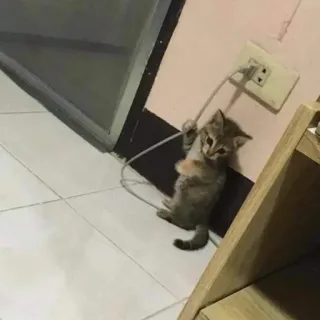 🔌 548e8e6d кот, котенок, розетка, провод, электрический whatsapp sticker