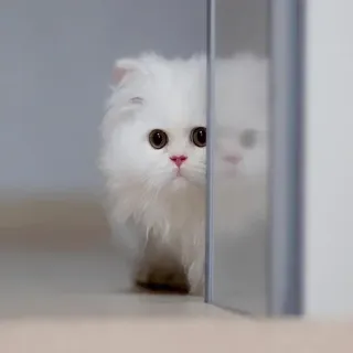 👀 627bfaf7 кот, белый, животное, питомец, милый, пушистый, котенок whatsapp sticker