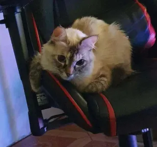 🐾 6918947e кот, домашнее животное, стул, животное, домашний кот, кошачий whatsapp sticker