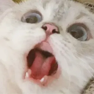 🐾 69b01214 кот, животное, белый кот, питомец, милый, млекопитающее whatsapp sticker