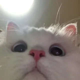 👀 aa28c389 кот, белый кот, животное, питомец, милый, смешной whatsapp sticker
