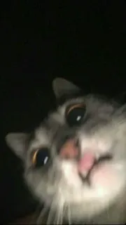 😮 be4dd64b кошка, животное, питомец, милый, домашний, кошачий whatsapp sticker