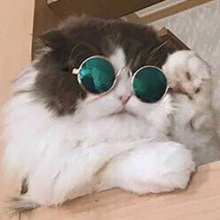 😎 de8cc2f7 кот, солнцезащитные очки, животное, питомец, милый, домашнее животное whatsapp sticker