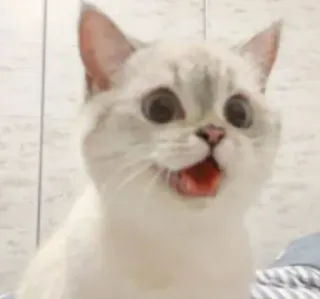 🐾 e69ea9af кот, животное, питомец, милый, смешной whatsapp sticker