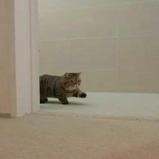 👋 eb0409db кот, животное, домашнее животное, питомец, кошачий whatsapp sticker