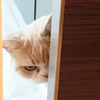 😡 f14f6230 кот, подглядывает, оранжевый, животное, домашний, питомец whatsapp sticker