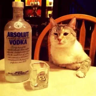 🥃 f8da1e46 ABSOLUT VODKA кот, водка, absolut, алкоголь, напиток, животное whatsapp sticker
