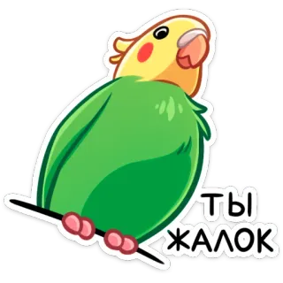 🥴 f436940b ТЫ ЖАЛОК ptak, papuga, słodki, nierozłączka, naklejka telegram sticker