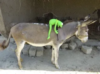 🐎 eed5392f Kermit kermit, muppet, donkey, animal, puppet, funny telegram sticker