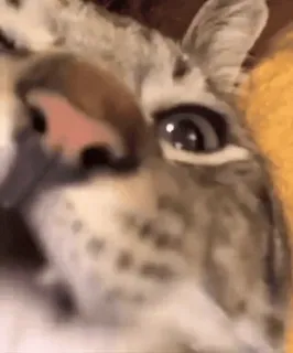 🍴 1a3fe5e0 kat, dier, close-up, oog, huisdier, huiskat, katachtig telegram sticker