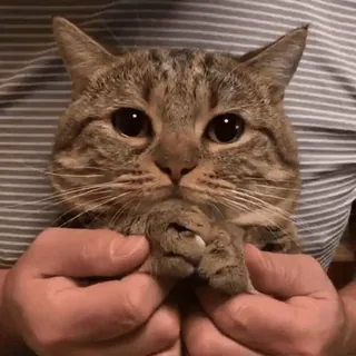 😇 ef77e90d kat, tabby, huisdier, dier, schattig, huiskat telegram sticker