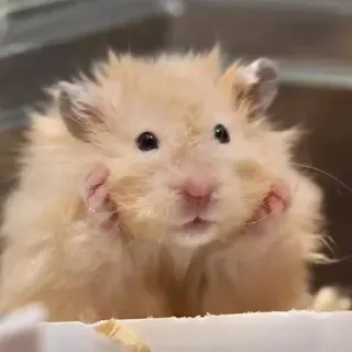 😮‍💨 0b4741a8 แฮมสเตอร์, น่ารัก, สัตว์เลี้ยง, สัตว์, สัตว์ฟันแทะ, ปุย, สัตว์ขนาดเล็ก telegram sticker