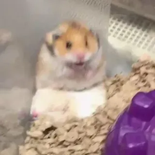 😧 7272aad7 แฮมสเตอร์, สัตว์เลี้ยง, สัตว์ฟันแทะ, สัตว์, น่ารัก, เล็ก, ปุย telegram sticker