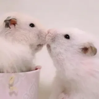 🥰 94c11fec แฮมสเตอร์, สัตว์, น่ารัก, สัตว์ฟันแทะ, สัตว์เลี้ยง telegram sticker