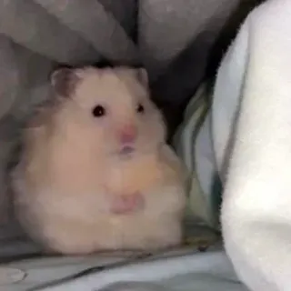 🥺 d17bca0c แฮมสเตอร์, น่ารัก, สัตว์, สัตว์ฟันแทะ, สัตว์เลี้ยง, เล็ก, มีขน telegram sticker