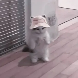 💗 01ab7714 kucing, anak kucing, topi katak, imut, hewan, hewan peliharaan whatsapp sticker