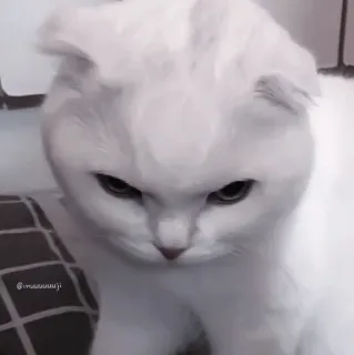 💗 249107f0 @maouuuuji kucing, kucing putih, imut, hewan, hewan peliharaan, hewan domestik, kucing domestik, scottish fold whatsapp sticker