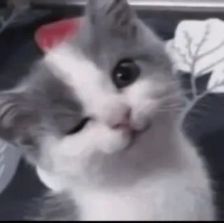 💗 415fcae5 kucing, anak kucing, kedipan mata, imut, binatang, hewan peliharaan whatsapp sticker