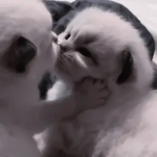 💗 746b0924 kucing, anak anjing, hewan, hewan peliharaan, persahabatan, ciuman whatsapp sticker