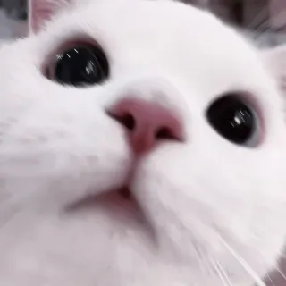 💗 763f2b2f kucing, kucing putih, hewan, peliharaan, lucu, mata, close-up whatsapp sticker