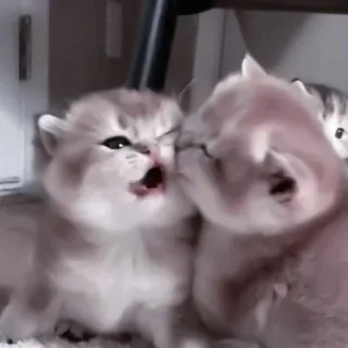 💗 927eee6b anak kucing, kucing, hewan, imut, ceria, hewan peliharaan, felin whatsapp sticker