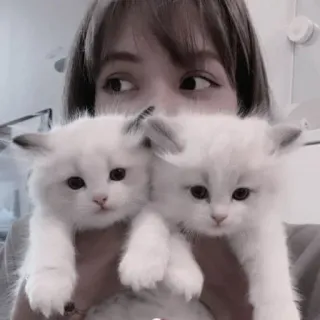 🐾 717edeb6 kot, kociak, zwierzę domowe, zwierzę, słodki, biały, puszysty telegram sticker