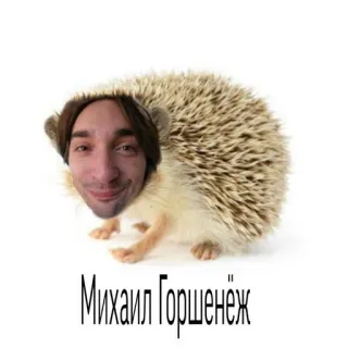 🦔 5c7a2ca7 Mikhail Gorshenev Михаил Горшенёж hedgehog, musician, face, russian, rock whatsapp sticker