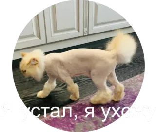 😥 09c63bb1 Я устал, я ухожу cat, tired, walking, shaved whatsapp sticker