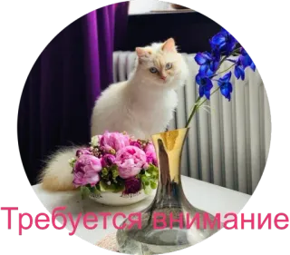 🥰 0b4d7116 Требуется внимание cat, flowers, attention, vase whatsapp sticker